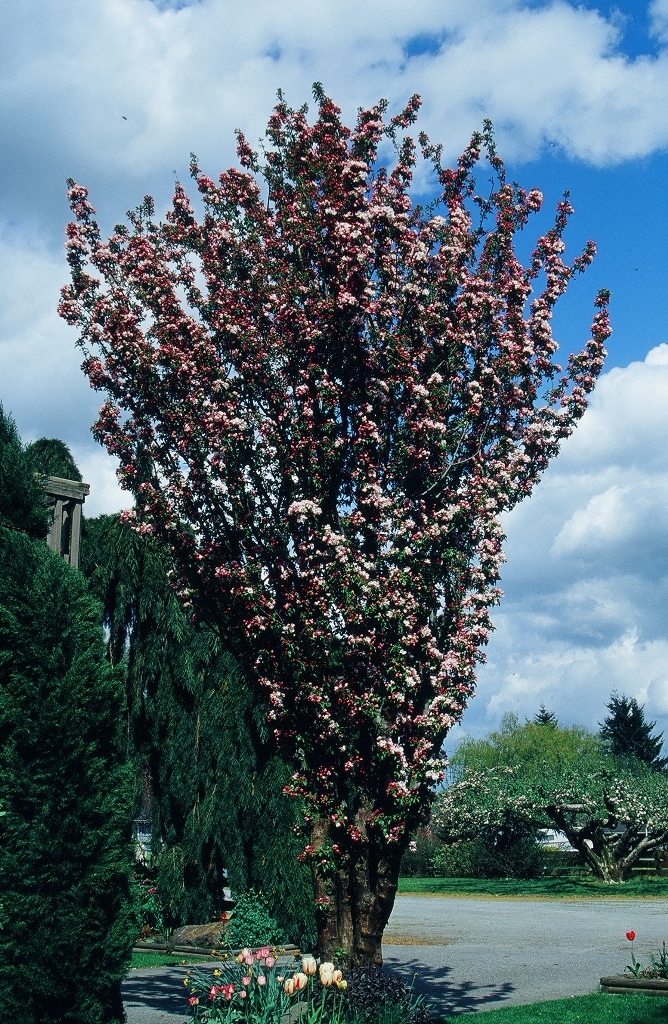 Malus 'Jarmin' PP14377