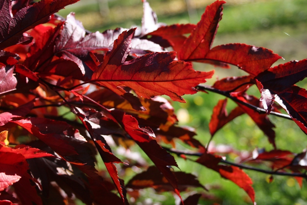 Malus 'JFS-KW5' PP14375