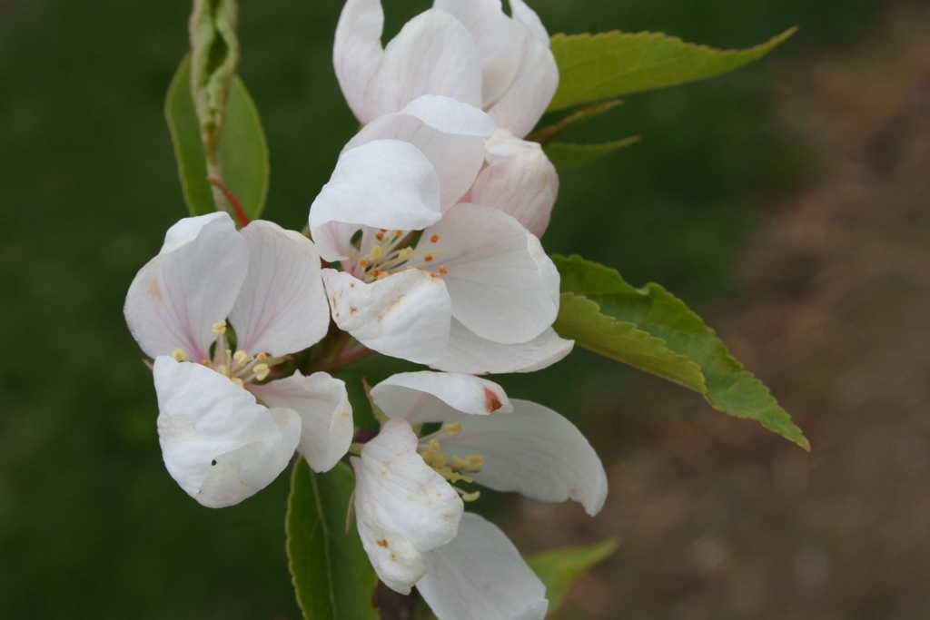 Malus 'Spring Snow'