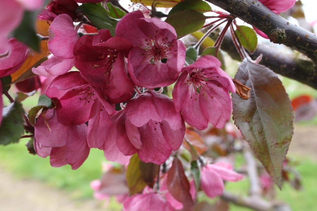 Malus 'Thunderchild'