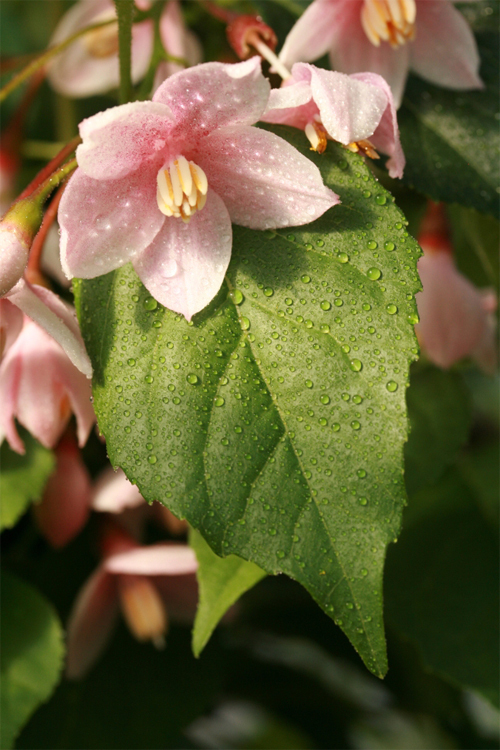 Styrax japonicus 'JLWeeping' PP23755 P3 | Marleys Pink® Japanese Snowbell