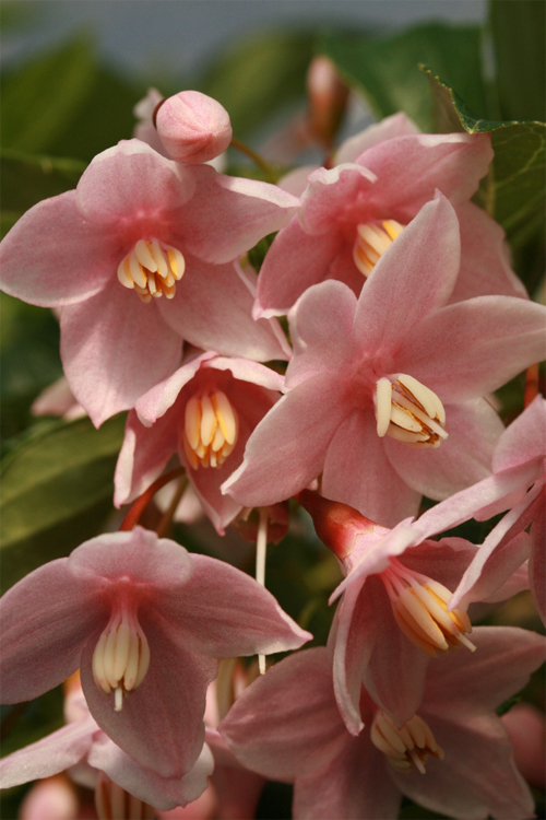 Styrax japonicus 'JLWeeping' PP23755 P3