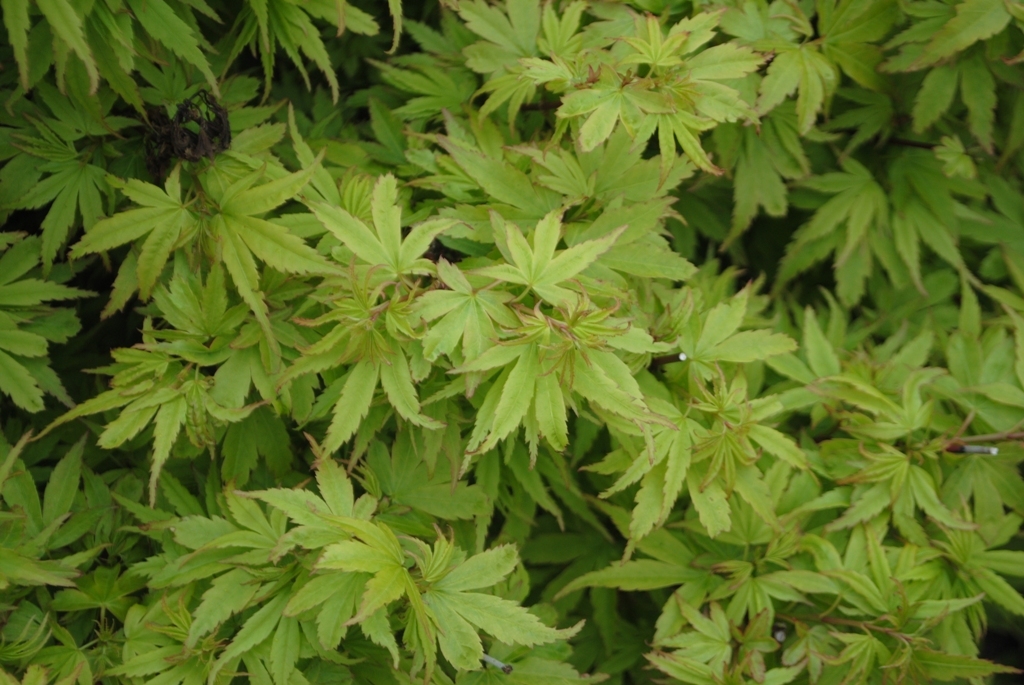 Acer palmatum 'Matthew'