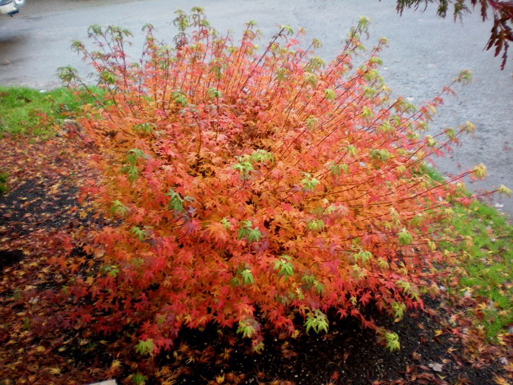 Acer palmatum 'Matthew'