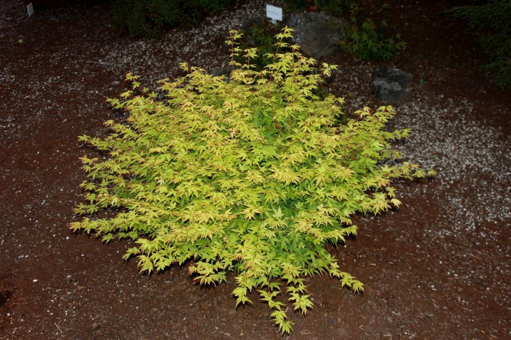 Acer palmatum 'Matthew'