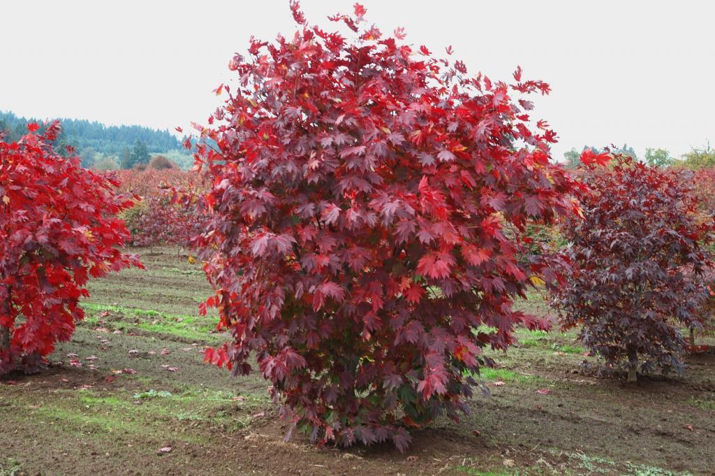 Acer japonicum 'Meigetsu'