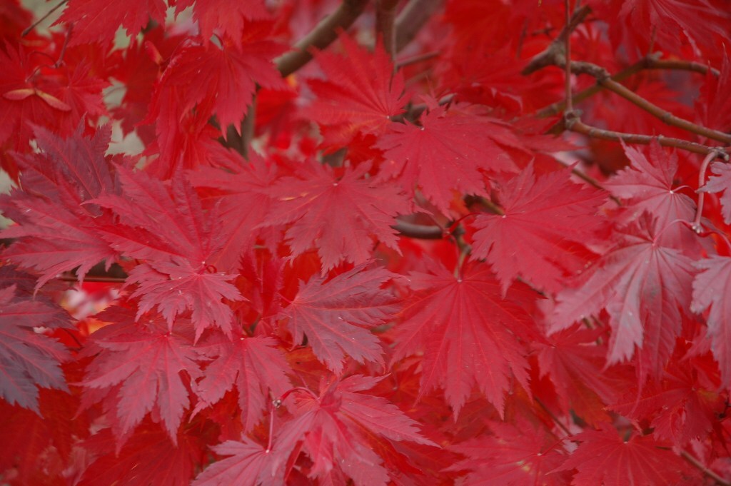 Acer japonicum 'Meigetsu'