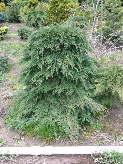 Microbiota decussata Std.