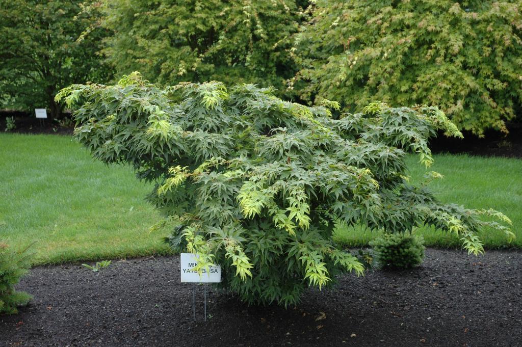 Acer palmatum 'Mikawa-yatsubusa'
