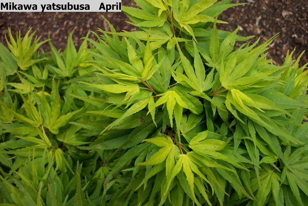 Acer palmatum 'Mikawa-yatsubusa'