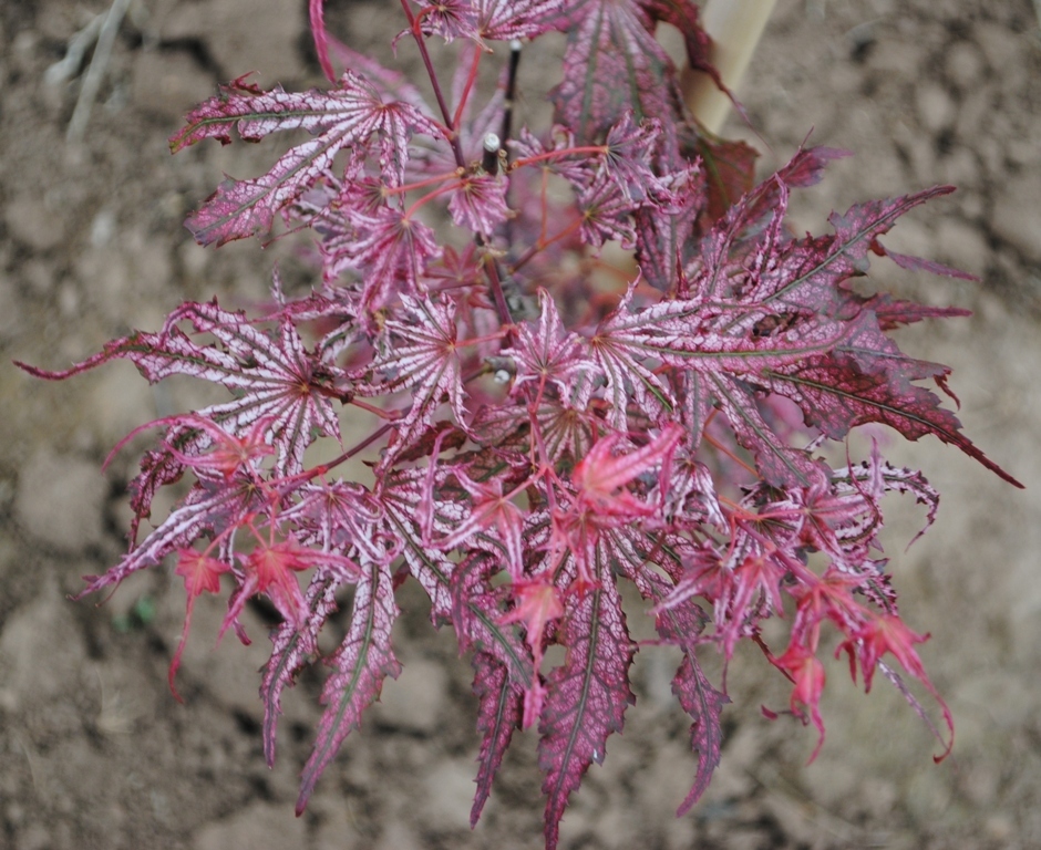 Acer palmatum 'Mikazuki'