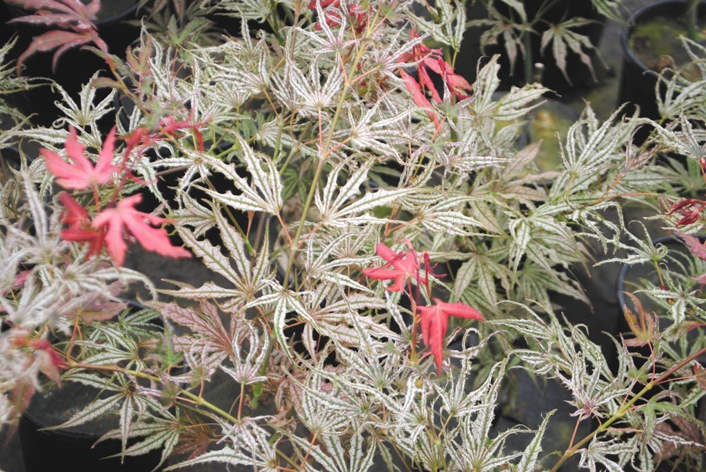 Acer palmatum 'Mikazuki'