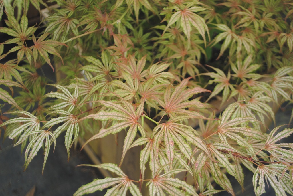 Acer palmatum 'Mikazuki'