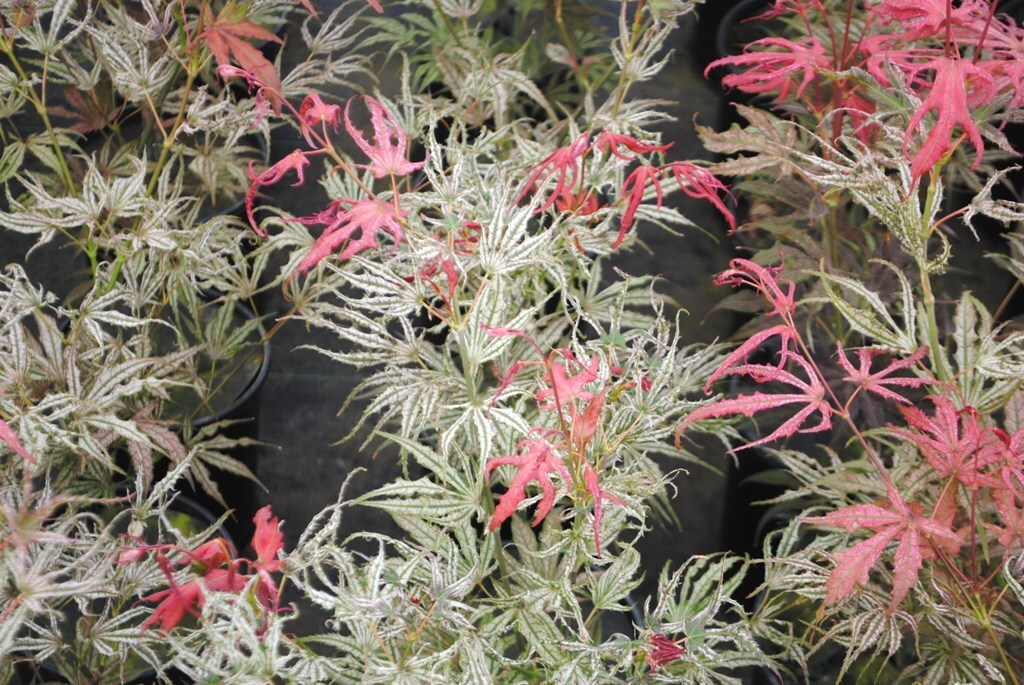 Acer palmatum 'Mikazuki'
