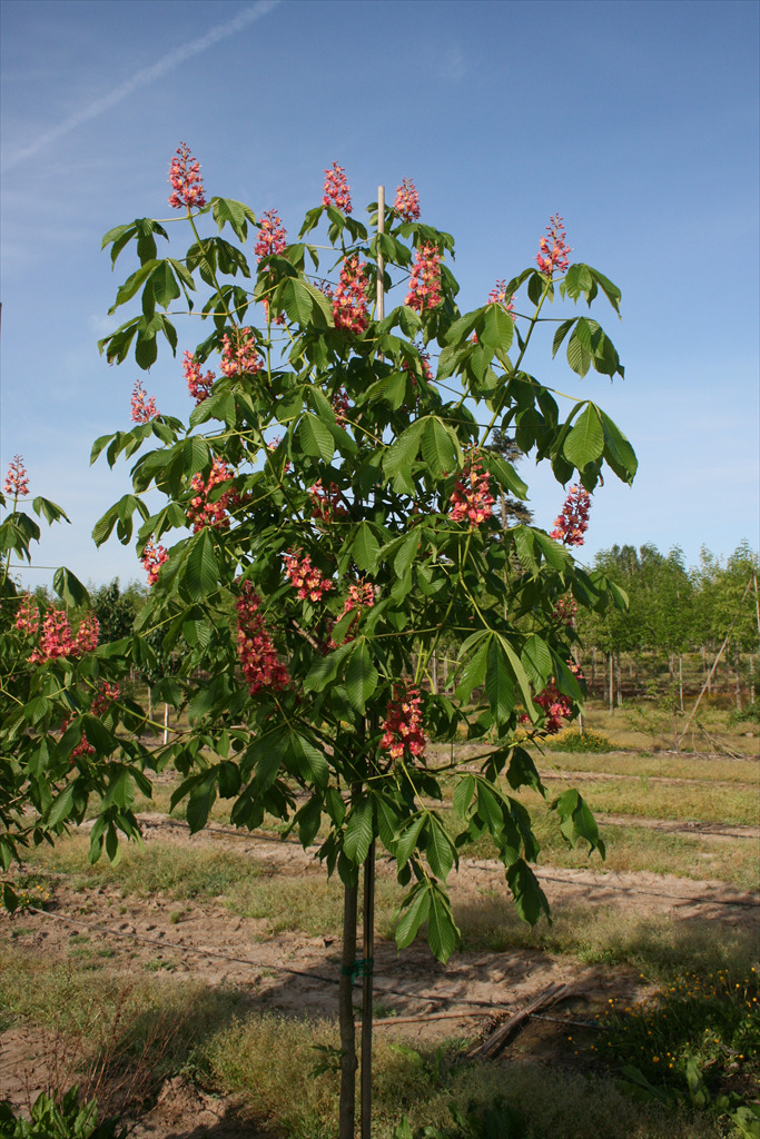 Aesculus x carnea 'O'Neill Red'