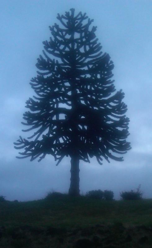 Araucaria araucana (Monkey Puzzle Tree)