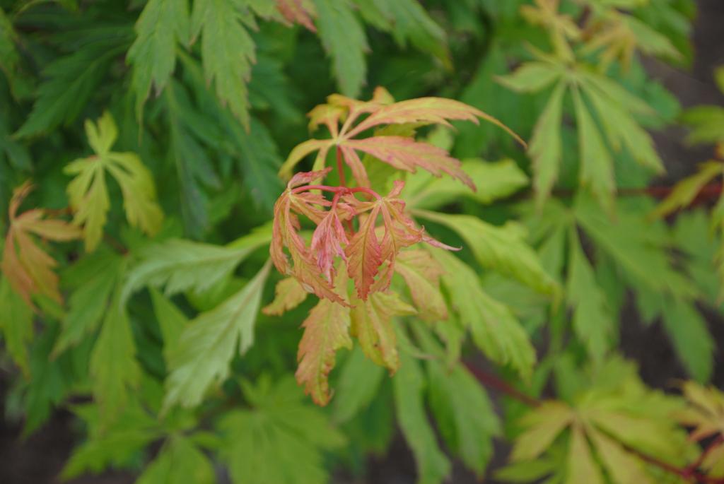 Acer circinatum 'Monroe'
