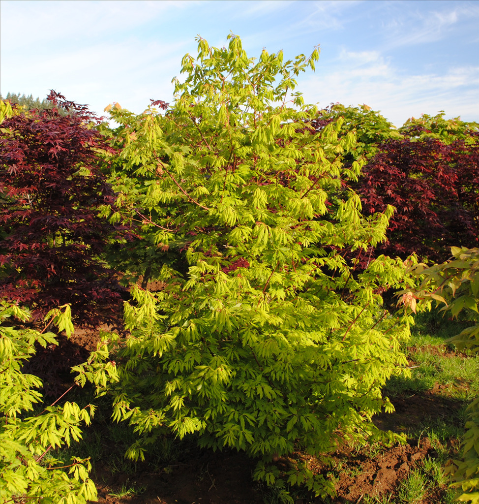 Acer circinatum 'Monroe'