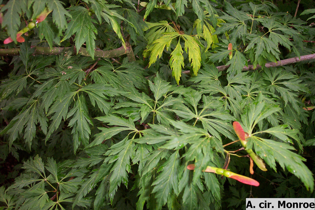 Acer circinatum 'Monroe'