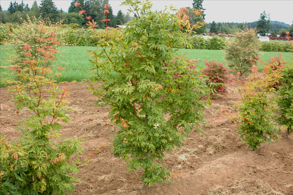 Acer circinatum 'Monroe'