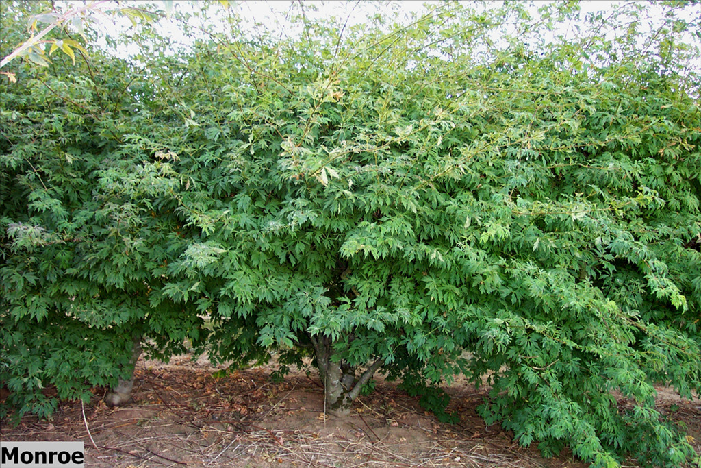 Acer circinatum 'Monroe'