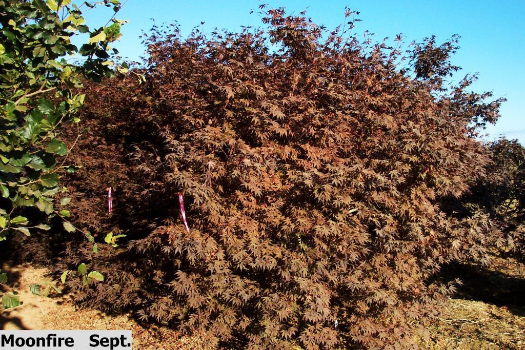 Acer palmatum 'Moonfire'