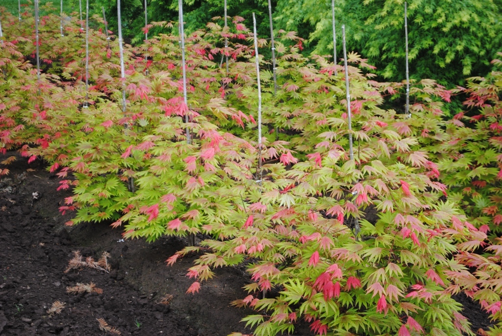 Acer shirasawanum 'Munn 001' PP16718
