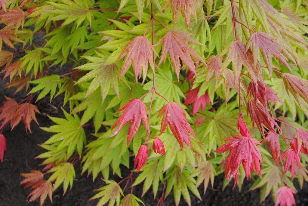 Acer shirasawanum 'Munn 001' PP16718