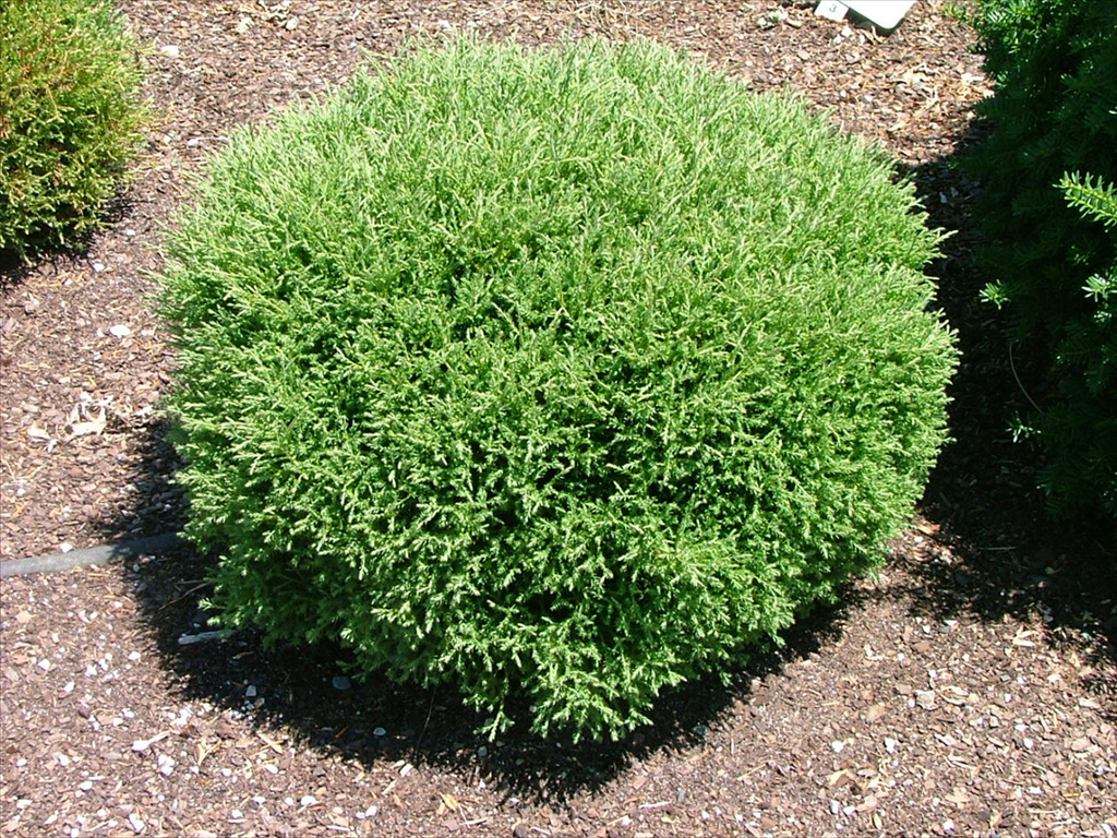 Thuja occidentalis 'Bobazam'