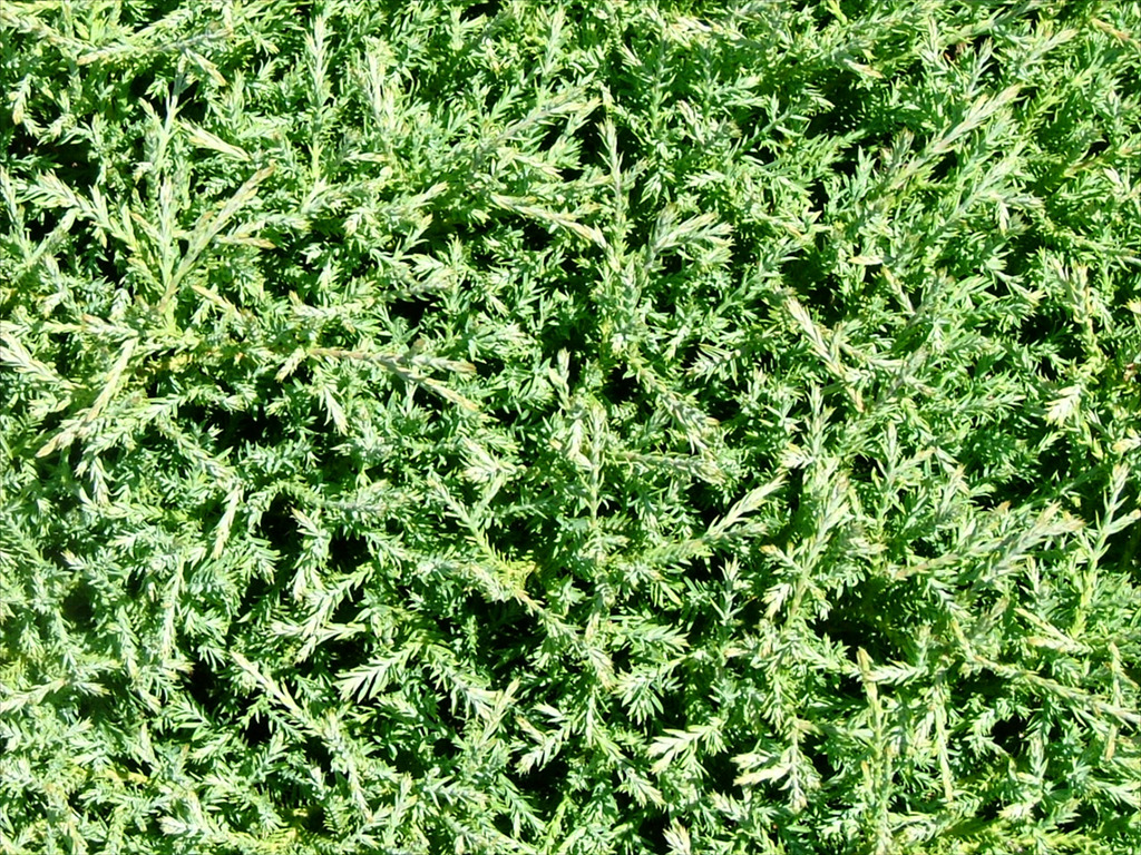 Thuja occidentalis 'Bobazam'