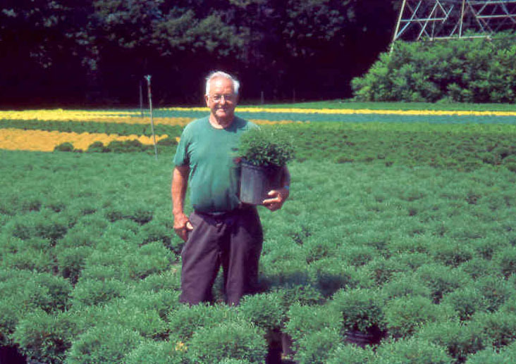 Thuja occidentalis 'Bobazam'