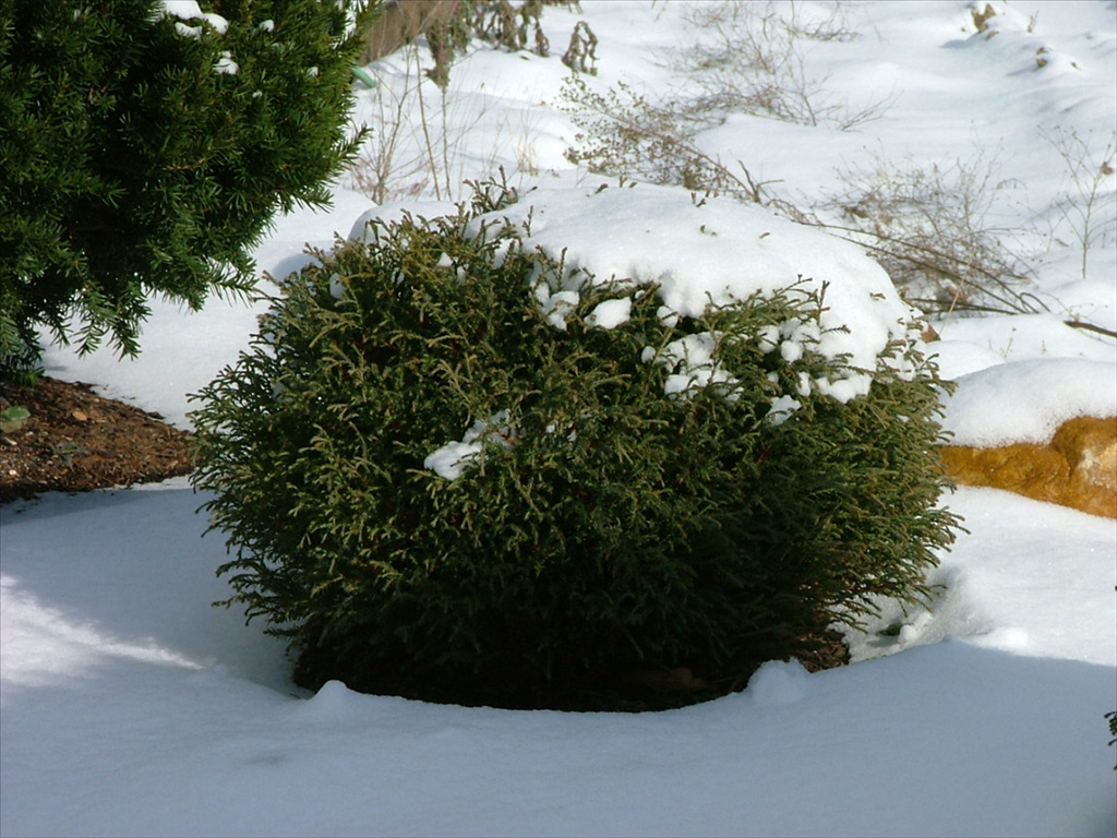 Thuja occidentalis 'Bobazam'