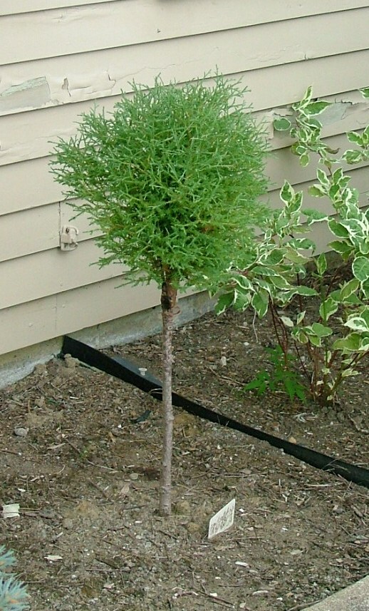 Thuja occidentalis 'Bobazam'