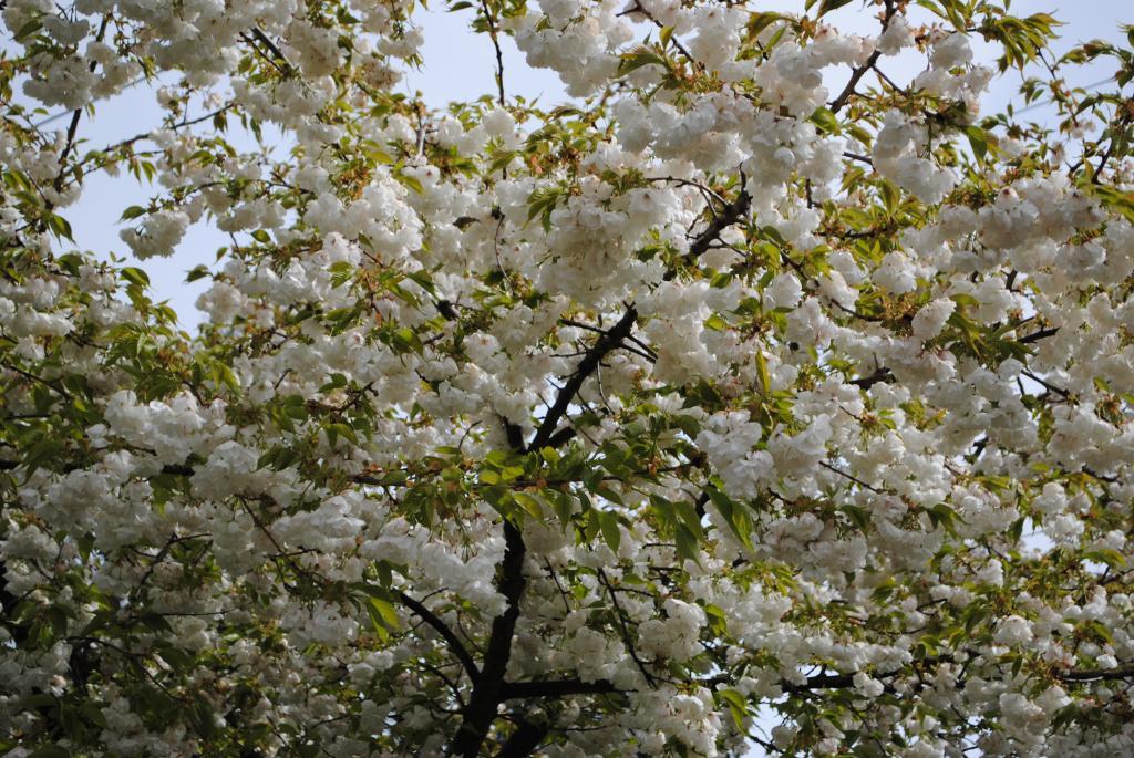 Prunus serrulata 'Mt. Fuji'