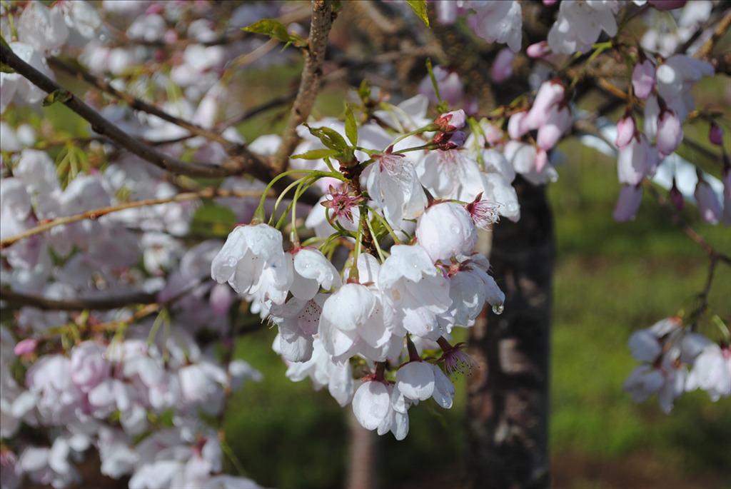 Prunus serrulata 'Mt. Fuji'