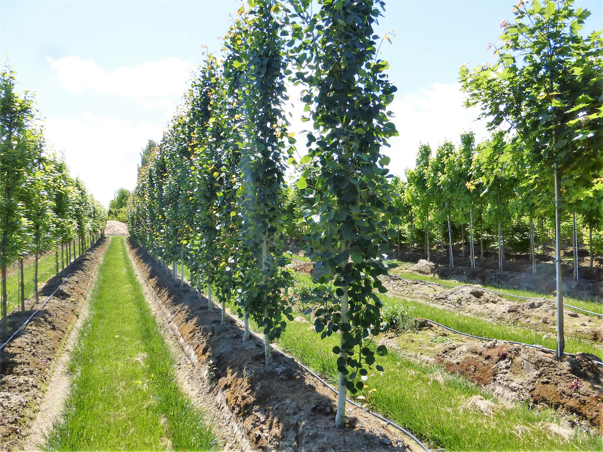 Mountain Sentinel® Quaking Aspen (Populus tremuloides 'JFS-Column')