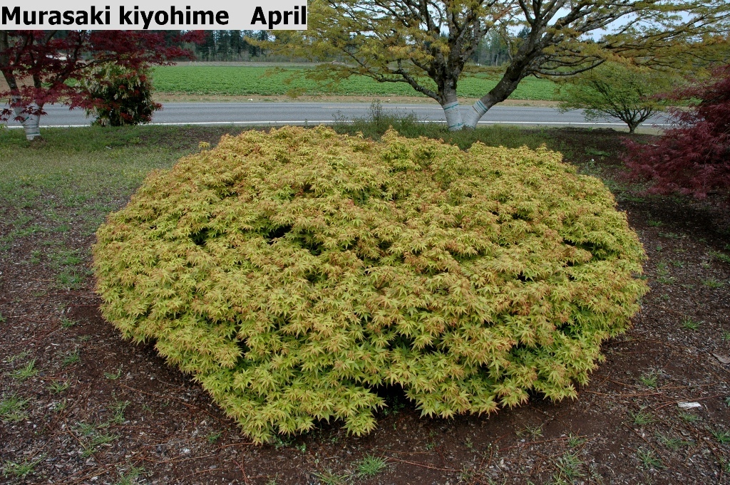 Acer palmatum 'Murasaki-kiyohime'