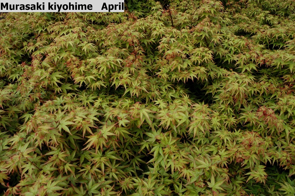 Acer palmatum 'Murasaki-kiyohime'