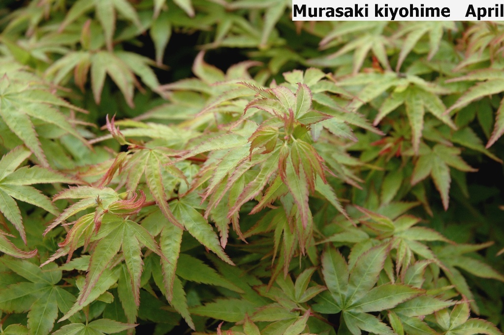 Acer palmatum 'Murasaki-kiyohime'