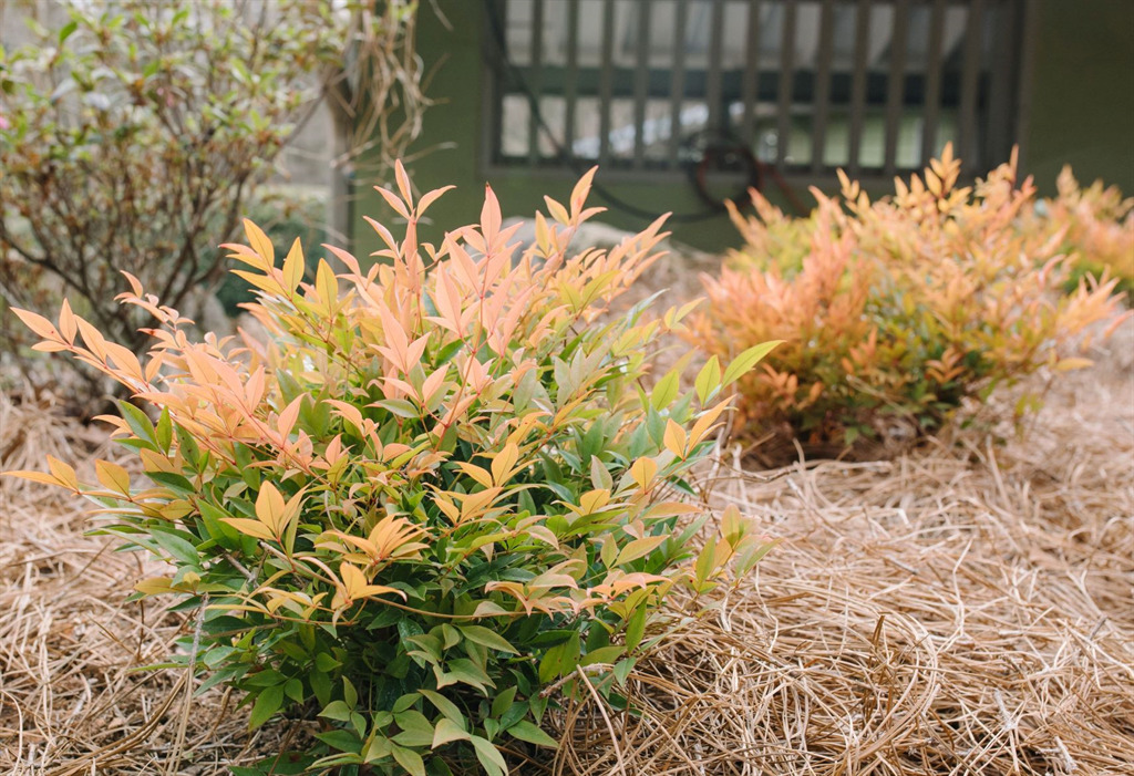 First Editions® Cool Glow  Peach Nandina