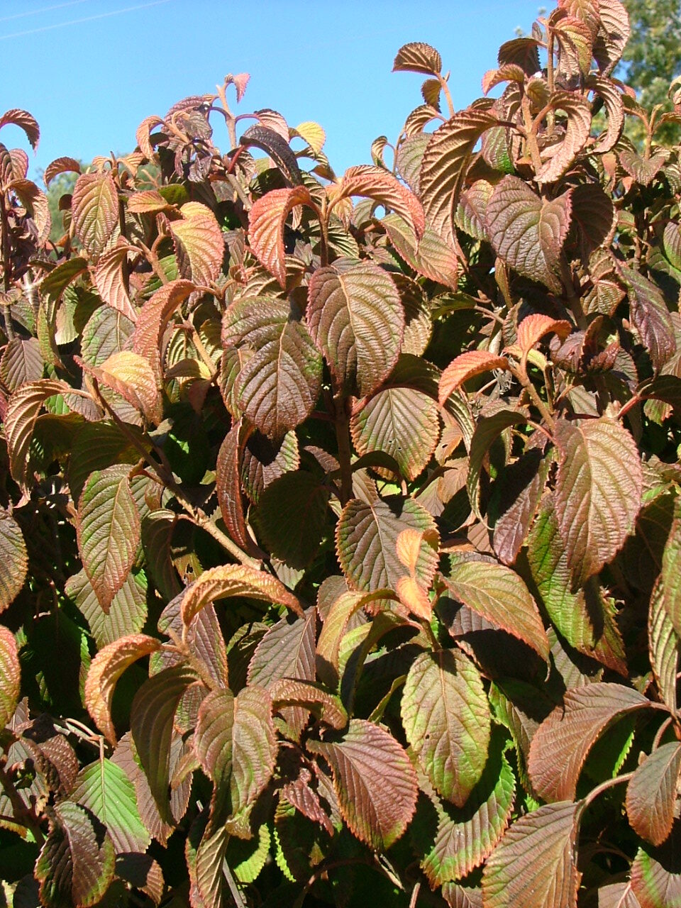 Viburnum plicatum var. tomentosum 'Newzam'