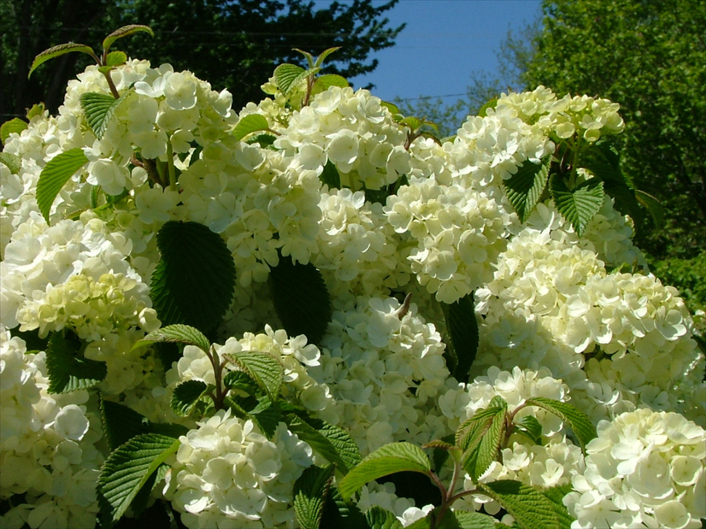 Viburnum plicatum var. tomentosum 'Newzam'