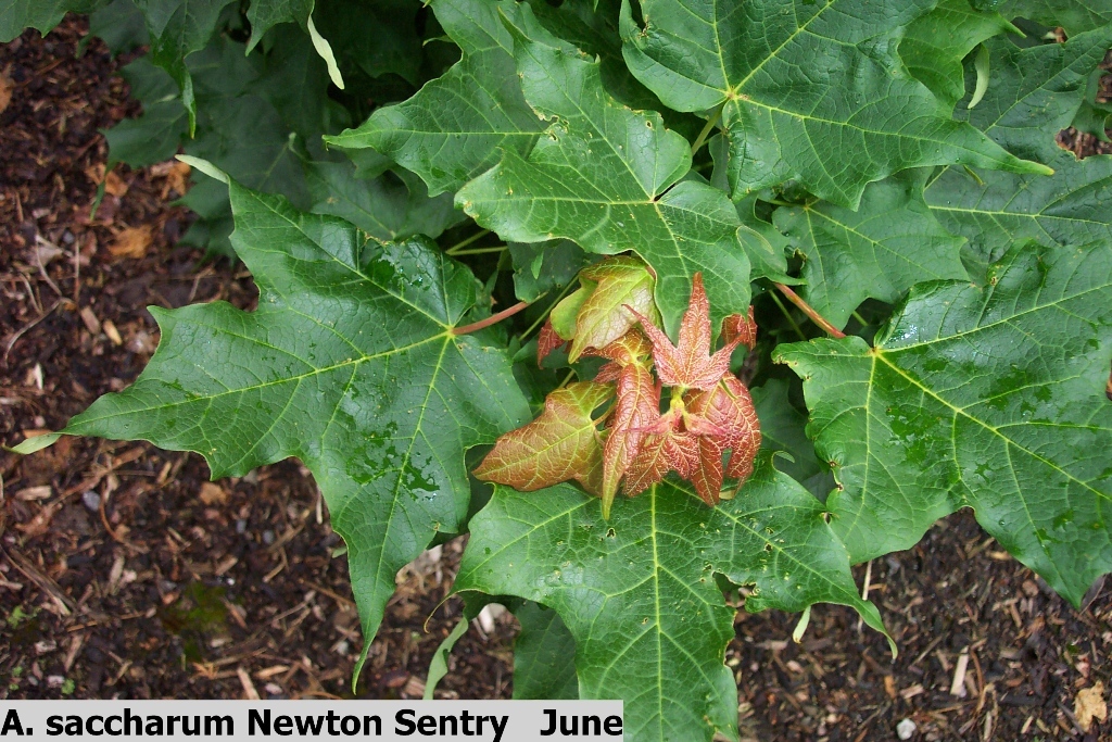 Acer saccharum 'Newton Sentry'