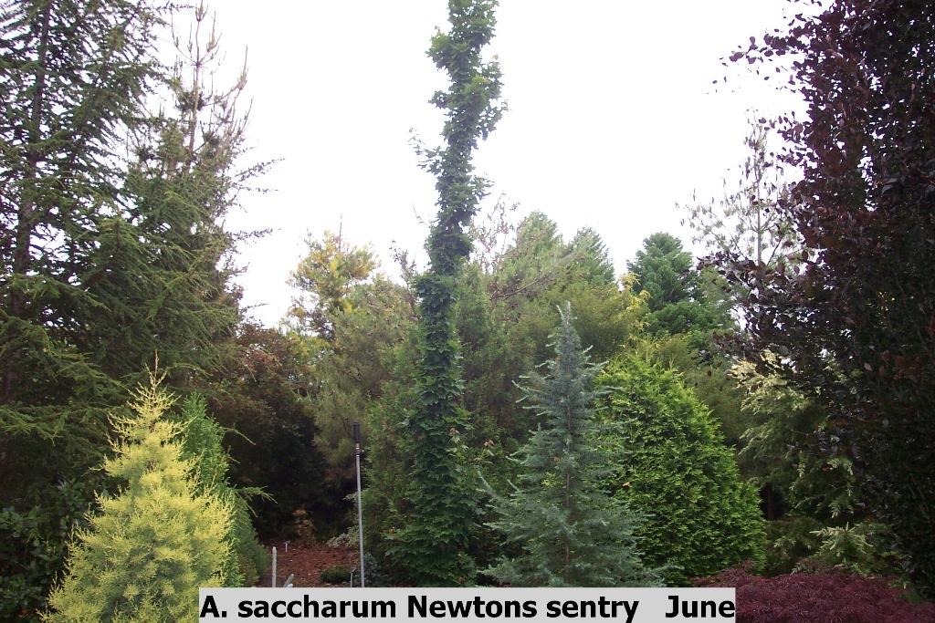 Acer saccharum 'Newton Sentry'