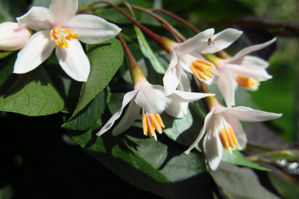 Styrax japonicus 'JFS 6SJ'