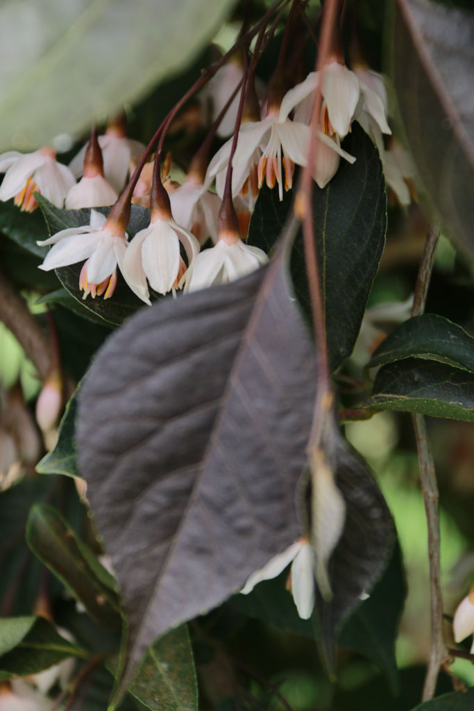 Styrax japonicus 'JFS 6SJ'