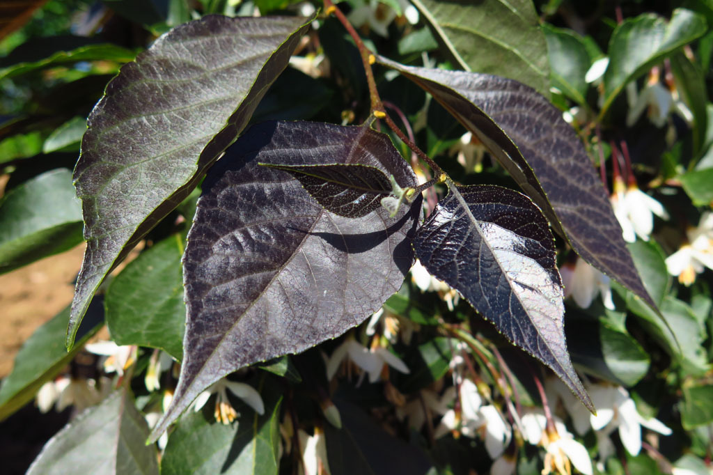 Styrax japonicus 'JFS 6SJ'