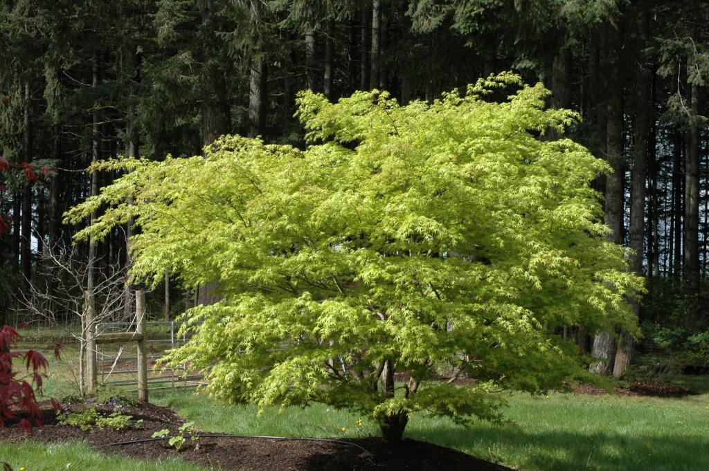 Acer palmatum 'Nishiki-gawa'