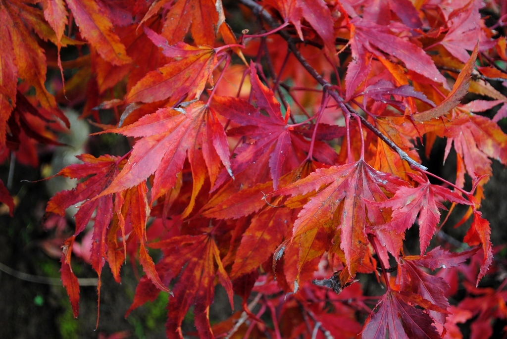 Acer palmatum 'Momiji-nishiki'