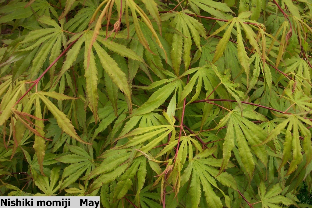 Acer palmatum 'Momiji-nishiki'